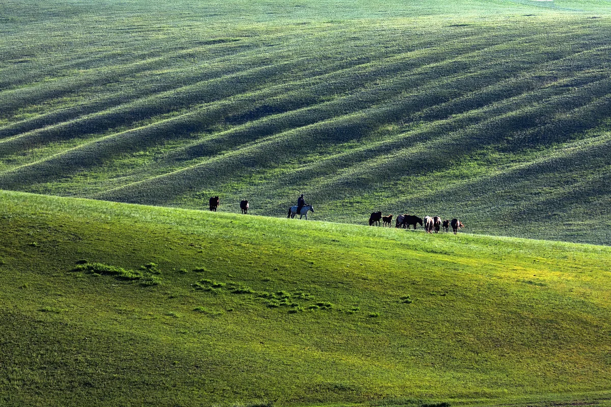 Wildpferde in der Steppe