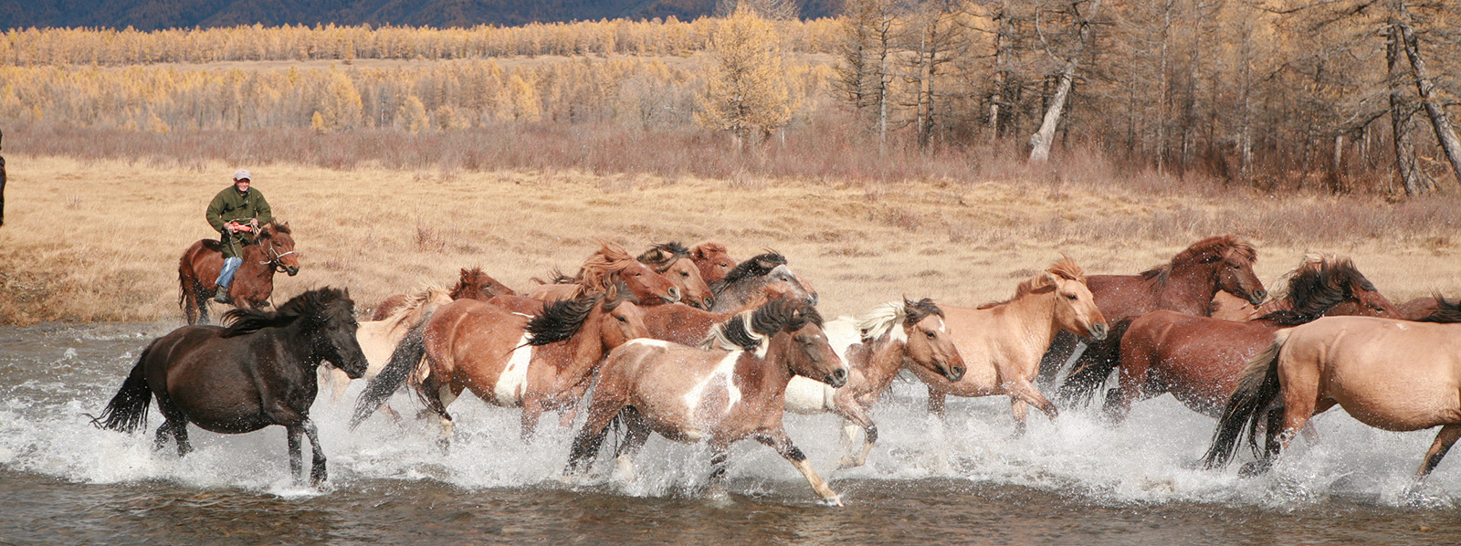 Pferde überqueren Fluss in der Mongolei